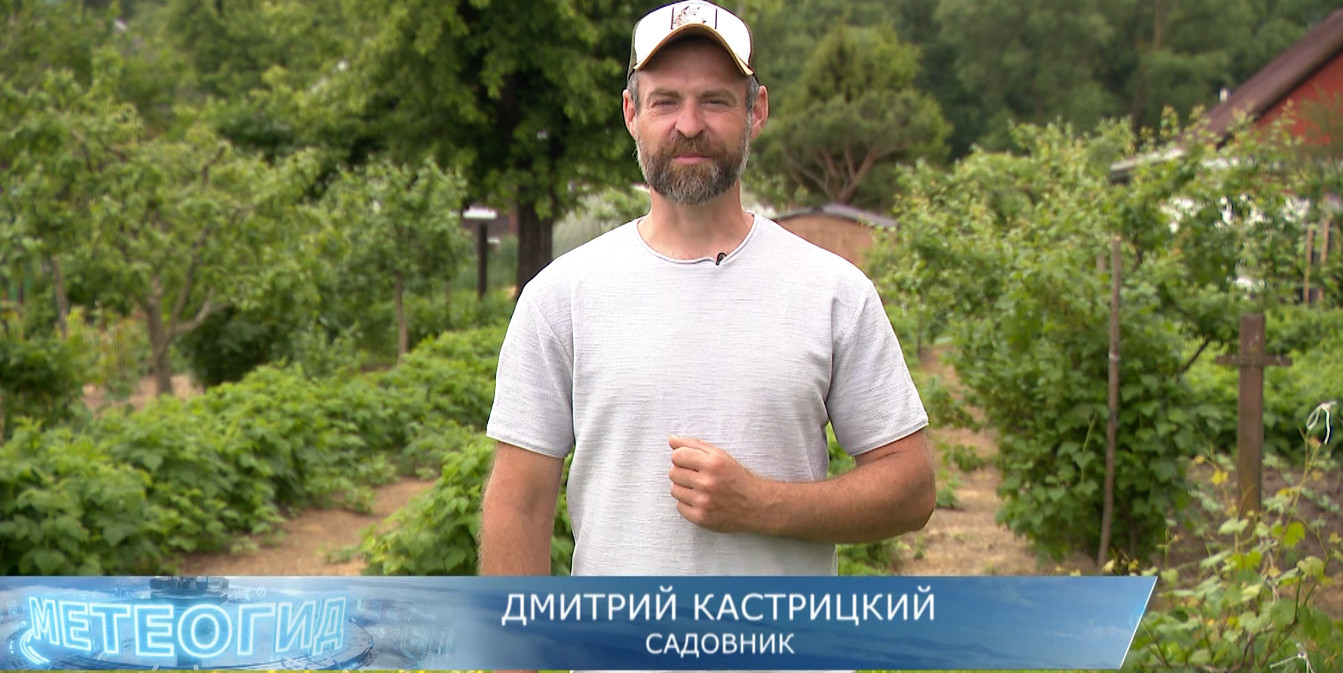 садовник Дмитрий Кастрицкий рассказывает о компостном чае и бродиловке
