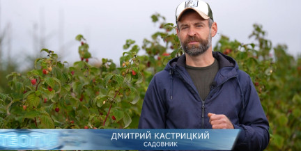 Осеннее черенкование кустарников: советы садовника Дмитрия Кастрицкого