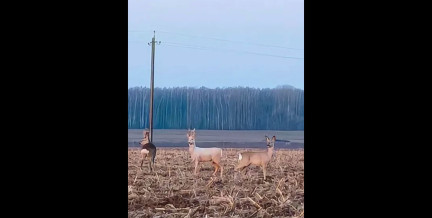В Лидском районе заметили косулю-альбиноса