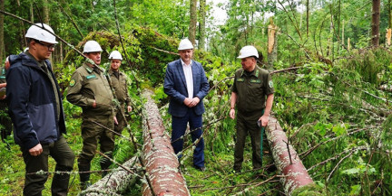 В Беларуси повреждено 700 га леса после прохождения грозового фронта 1 июля