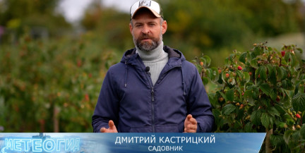 Как правильно посадить малину осенью: советы садовника Дмитрия Кастрицкого