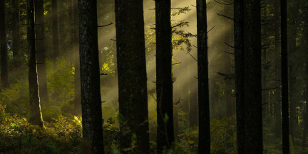 Женщина с сыном потерялись в лесу на Витебщине: что известно