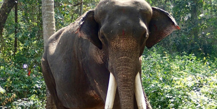 Видели смерть дочери: слон затоптал девушку на глазах у родителей