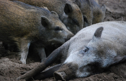 ЧП в Польше: военные ищут зараженных африканской чумой кабанов
