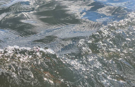 В TikTok распространяют фейки об экологической ситуации в Смолевичском водохранилище