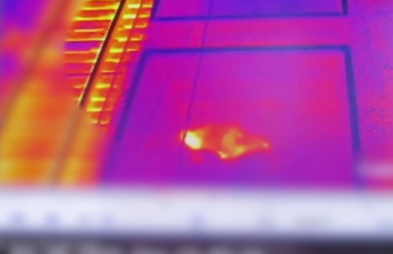 В Молодечно обнаружили американца-нелегала в пустом вагоне поезда