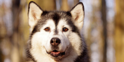 Хаски искусала маленьких детей в Свердловской области