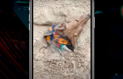 В Светлогорском районе волонтеры спасли погребенную заживо собаку