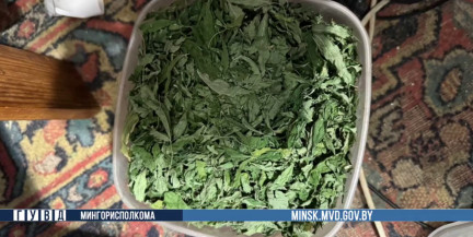 Минчанин оборудовал дома нарколабораторию для выращивания конопли