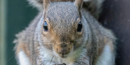 Белка устроила пожар в жилом доме