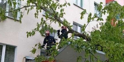 В Брестской области из‑за непогоды упали деревья и повреждены кровли