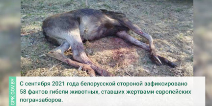 На границе с Литвой найден погибший лось