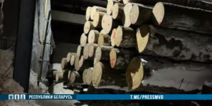 Раскрыто крупное хищение древесины в Витебской области – задержано 8 человек