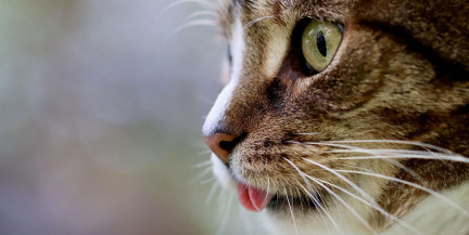 Кот провел почти 17 дней в дымоходе – в Санкт-Петербурге завершилась спасательная операция