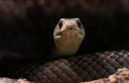 Девочка пострадала от нападения одной из самых ядовитых змей мира в Австралии