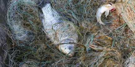 В Витебском районе браконьеров поймали с поличным благодаря фотоловушкам