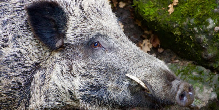 Дикий кабан промчался по Гонконгу и ранил несколько человек