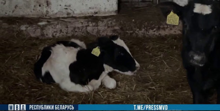 Более 700 животных КРС погибло на Щучинщине: что произошло