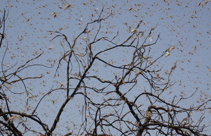 Огромные стаи саранчи атаковали Запорожье и другие украинские территории