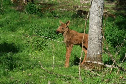Работники МЧС спасли лосенка в Гродненском районе: история со счастливым концом