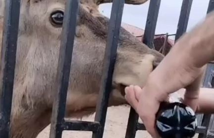 Мужчины таскали оленя за рога в Минском зоопарке. Их задержали