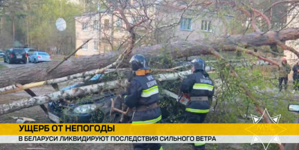 В Беларуси ликвидируют последствия ураганного ветра в регионах