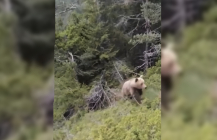 В Греции медведь столкнул мужчину со скалы – он заснял все на телефон