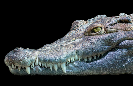 Минчанина судят за кражу чучела крокодила