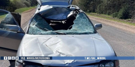 Два ДТП с лосями произошли за сутки в Минской области