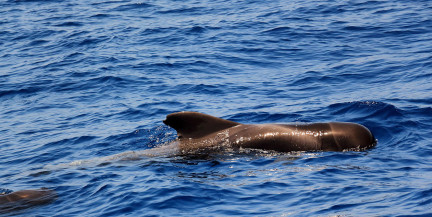 55 китов погибли в Шотландии из-за родов самки: стая последовала за ней