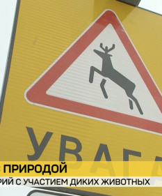 ДТП с дикими животными в Беларуси стало больше: в чем причины и как предотвратить