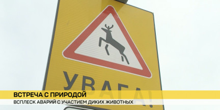 ДТП с дикими животными в Беларуси стало больше: в чем причины и как предотвратить