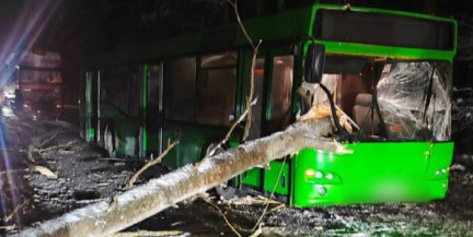 ЧП на трассе М10: дерево рухнуло на рейсовый автобус, люди не пострадали