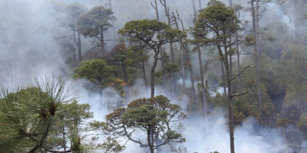 В Столинском районе восемь часов тушили лесной пожар