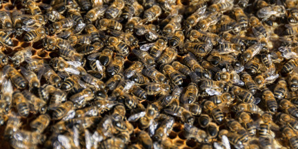 Пчелиный апокалипсис на дороге: в Теннесси на свободу вырвался миллион насекомых