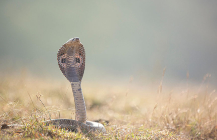 Продавец целебных трав на спор дал кобре укусить его и умер