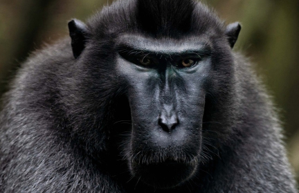 Макаку-убийцу поймали через три дня после фатального нападения на мужчину
