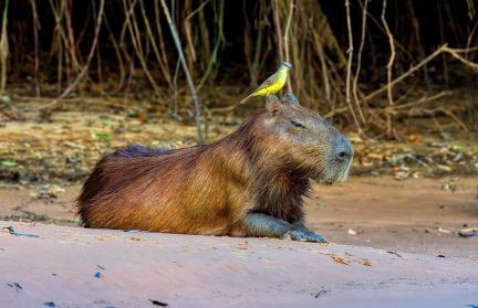 В Перу полицейский в костюме капибары задержал наркоторговца