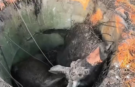 В Могилевском районе спасли лося, застрявшего в колодце