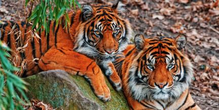 Массовая гибель тигров в Таиланде: обнаружен опасный вирус чумы животных