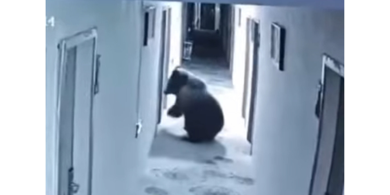 медведь вламывается в номер отеля