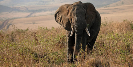 Женщину убил слон, которого она приняла за мертвого