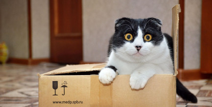 Мужчина отправил кота из Австрии в ФРГ почтой: что было дальше