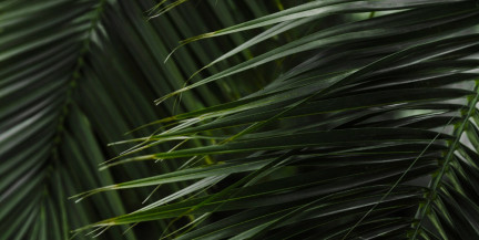 Мужчину насмерть придавили пальмовые листья в США