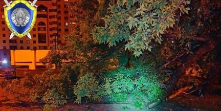 В Минске на девушку в парке рухнуло дерево: что случилось