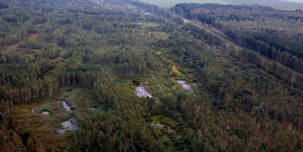 Пенсионерка потерялась в лесу в Мядельском районе