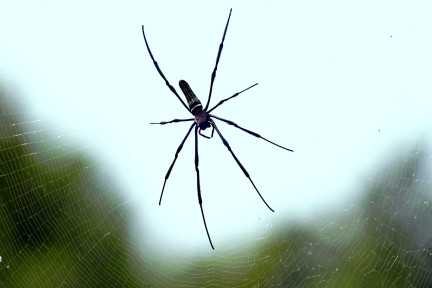 Паук залез в ухо женщины, когда она спала, и жил там неделю