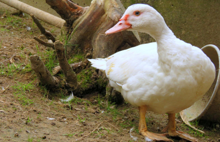 Птичий грипп накрывает Чехию: пятый очаг зафиксирован