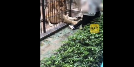 В Китае львица через клетку ранила 10-летнюю девочку