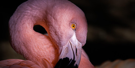 Турист украл фламинго в США и вырвал у него крыло